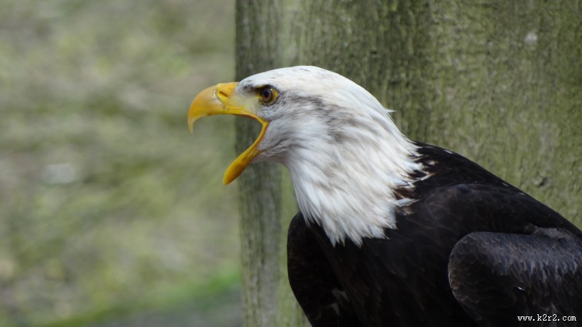 美国国鸟白头海雕头部图片大全