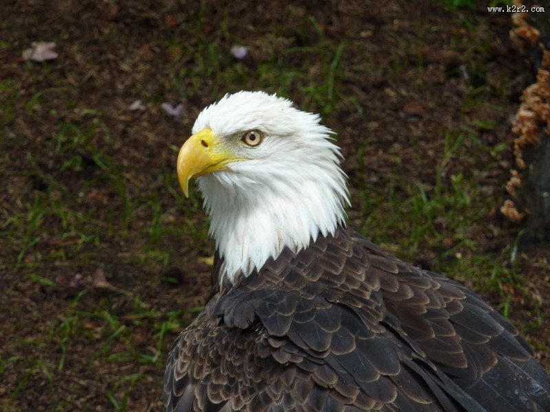 美国国鸟白头海雕头部图片大全