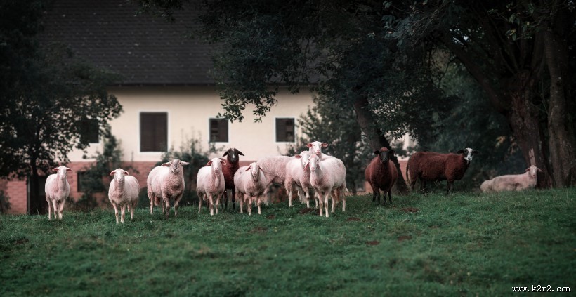 草原上的绵羊图片