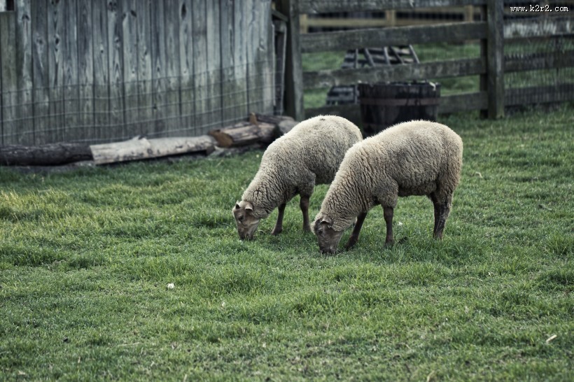 草原上的绵羊图片