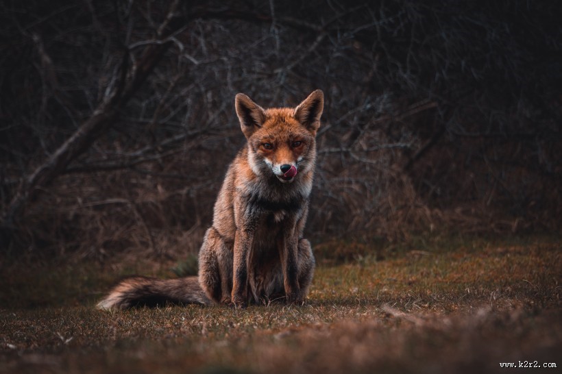 可爱的野生狐狸的图片