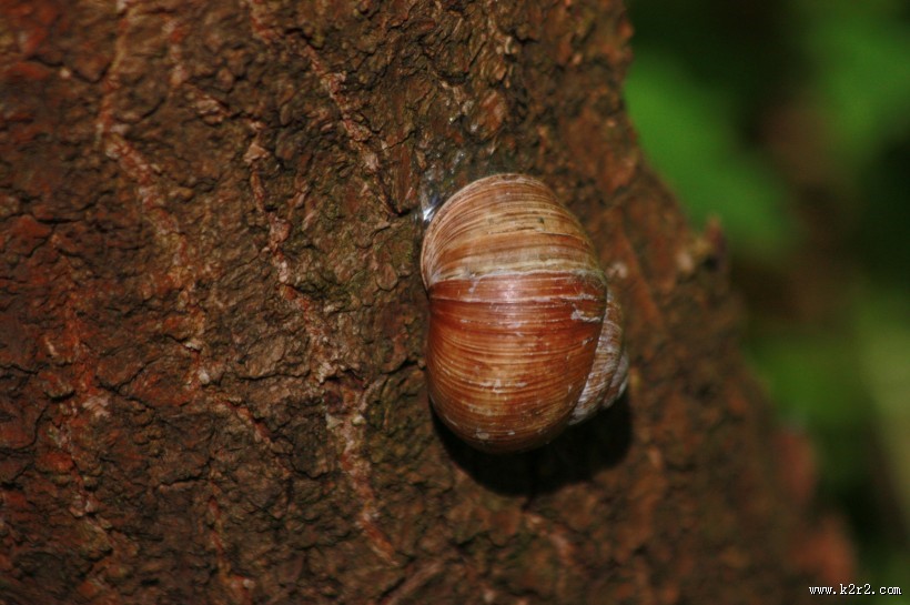 蜷缩在壳里的蜗牛图片大全