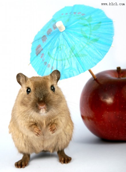 可爱的小老鼠图片