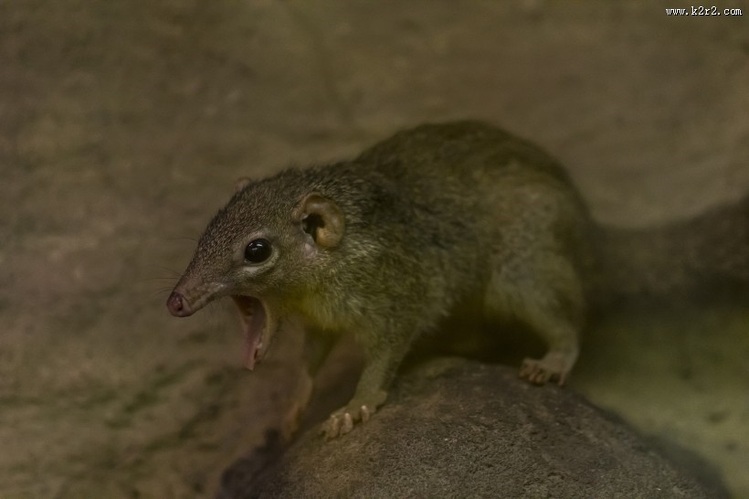 可爱的小老鼠图片