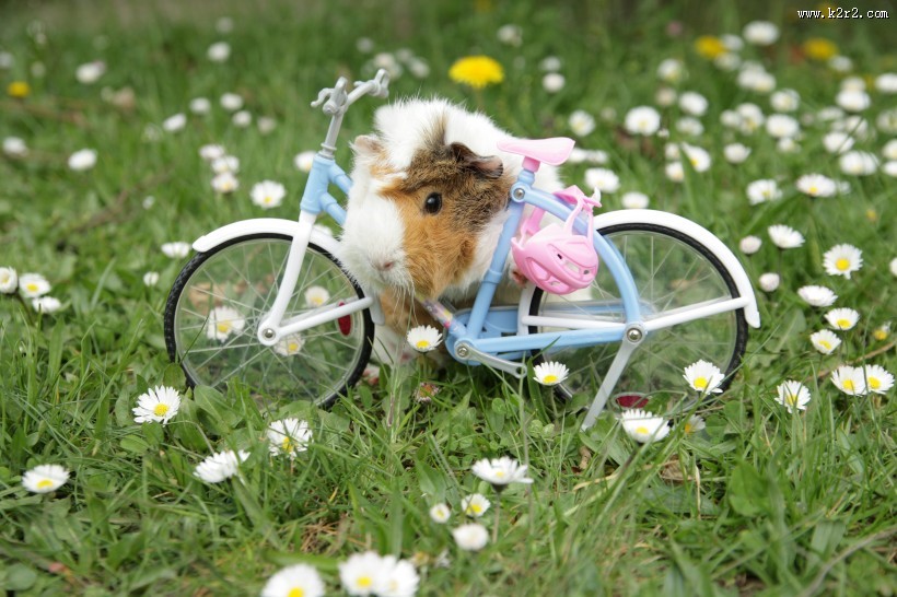 可爱的小老鼠图片