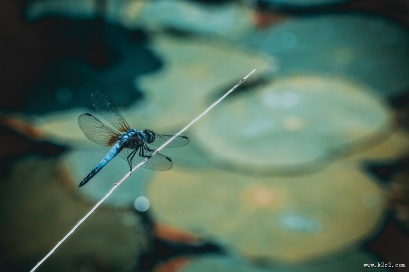 色彩斑斓的蜻蜓图片