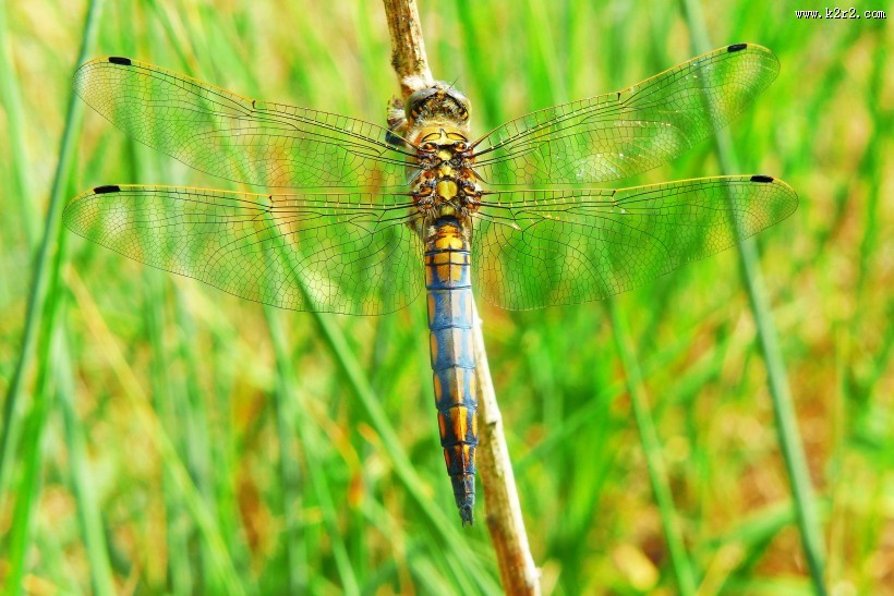 色彩斑斓的蜻蜓图片