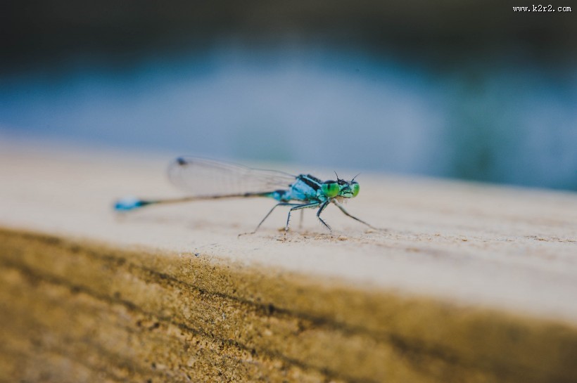 色彩斑斓的蜻蜓图片