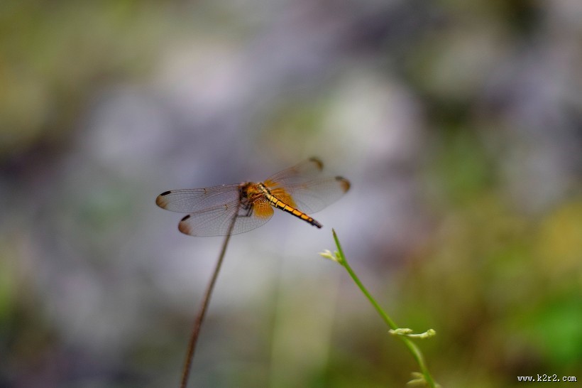 色彩斑斓的蜻蜓图片