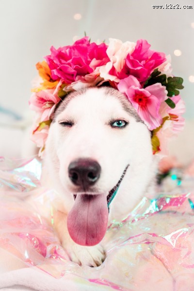 呆萌的宠物狗的图片