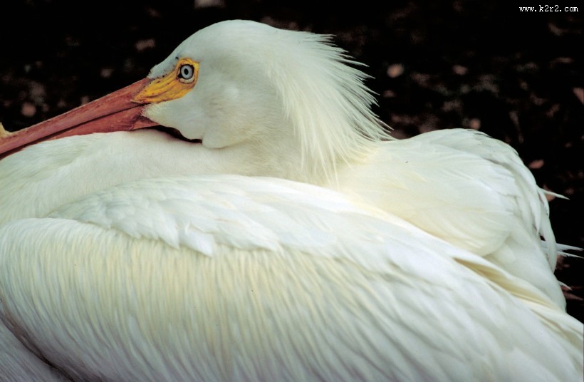 白色羽毛的鹈鹕图片大全