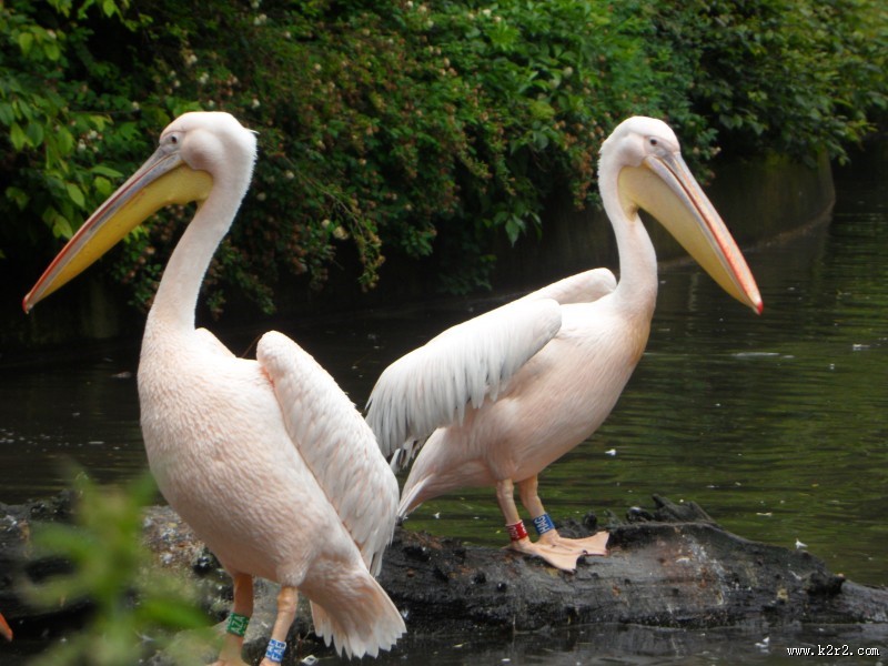 白色羽毛的鹈鹕图片大全