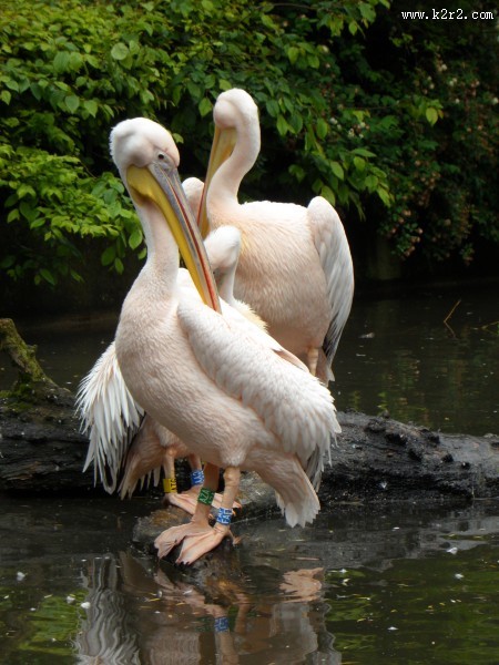 白色羽毛的鹈鹕图片大全