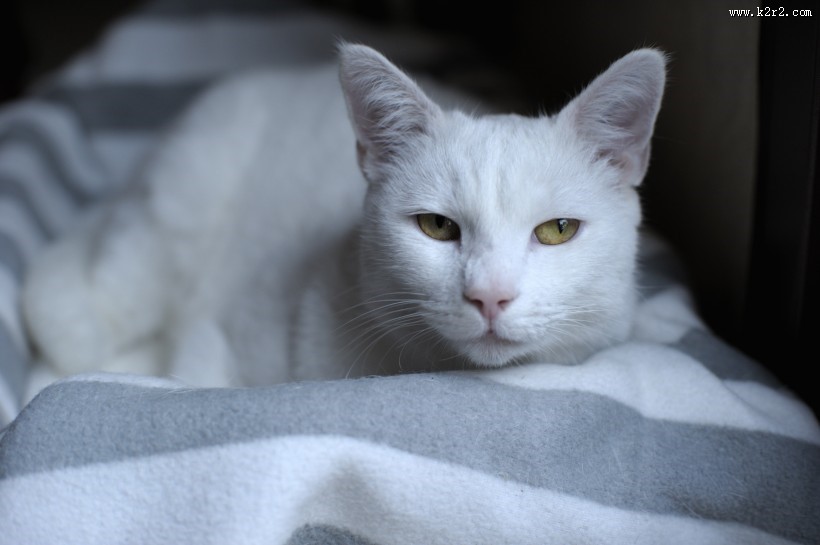 可爱白色小猫图片大全