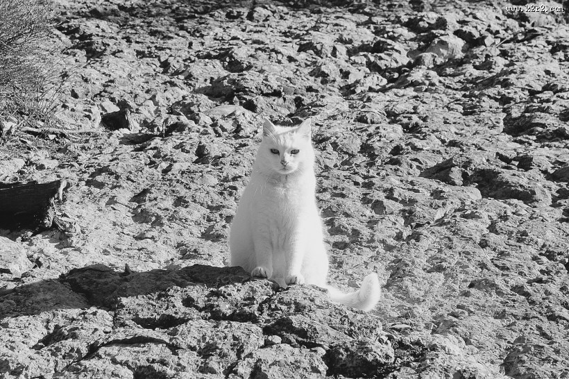 可爱白色小猫图片大全