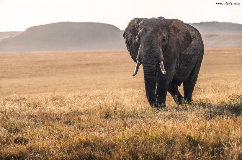 野生的大象图片