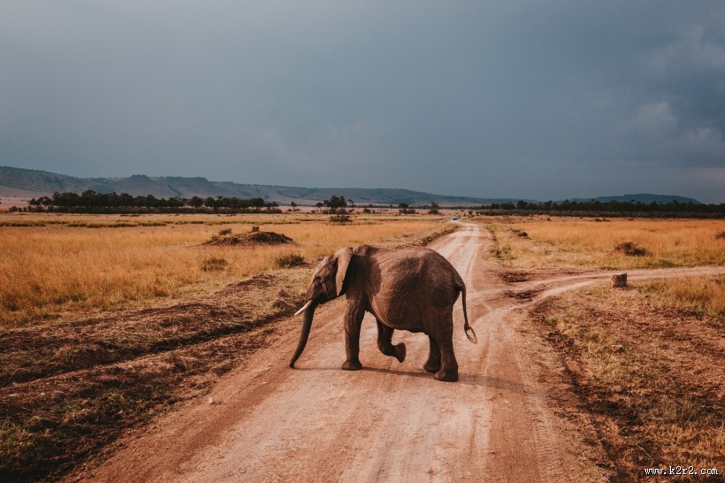 野生的大象图片