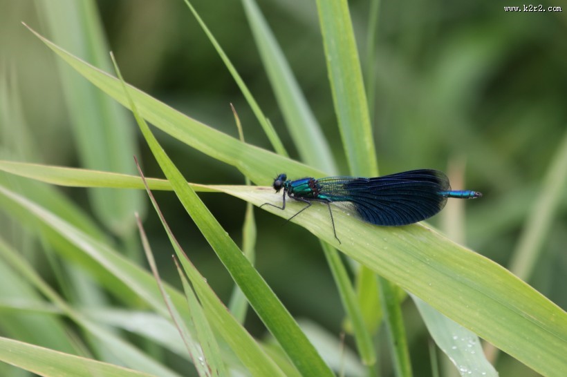 轻盈停落的蜻蜓图片大全