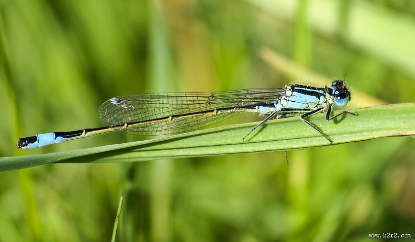 轻盈停落的蜻蜓图片大全