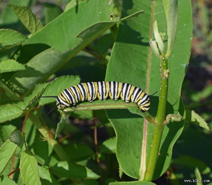 植物上的毛毛虫图片