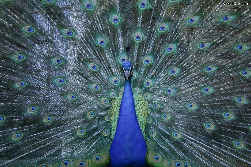 开屏的孔雀图片大全