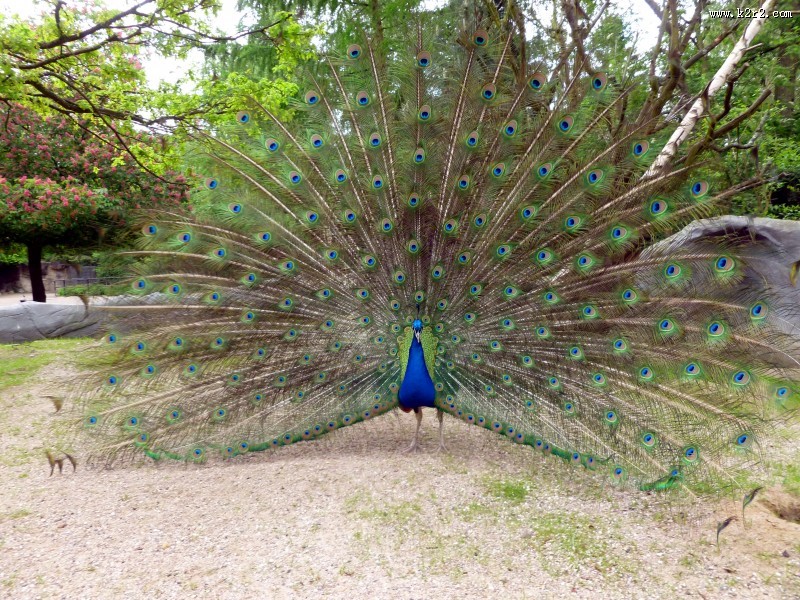 开屏的孔雀图片大全