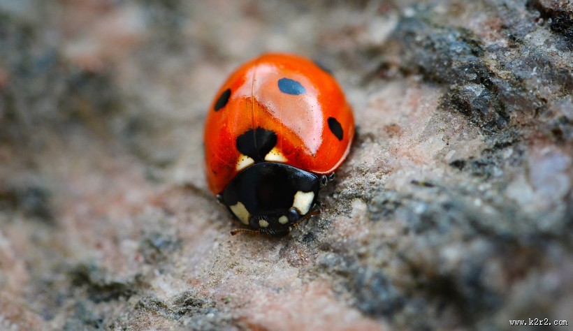 瓢虫微距摄影图片