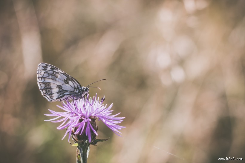 采花蜜的蝴蝶图片