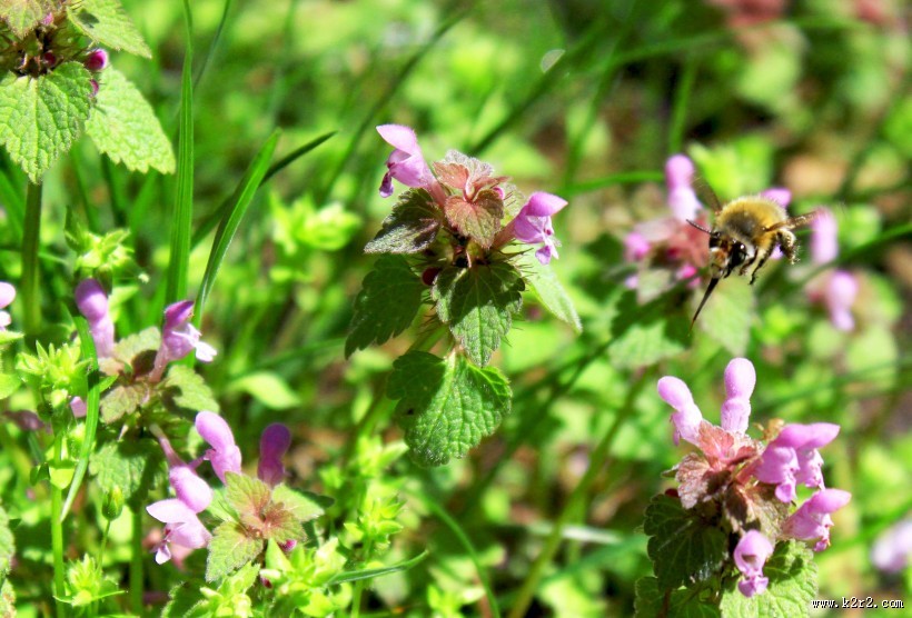 采蜜的小蜜蜂图片大全