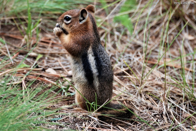 灵巧可爱的小松鼠图片大全