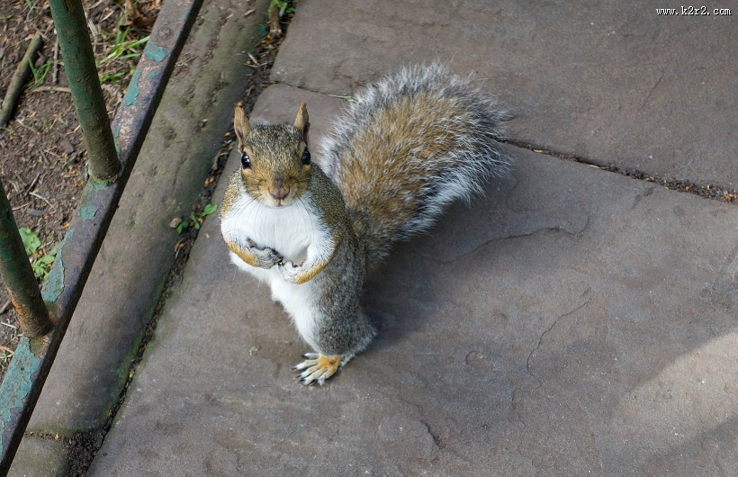 灵巧可爱的小松鼠图片大全