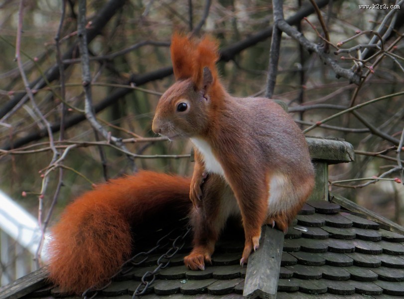 灵巧可爱的小松鼠图片大全