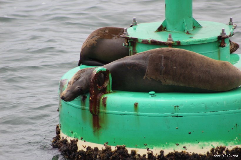 海狮图片野生动物图片