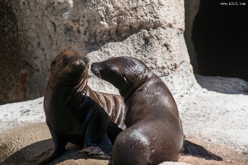海狮图片野生动物图片