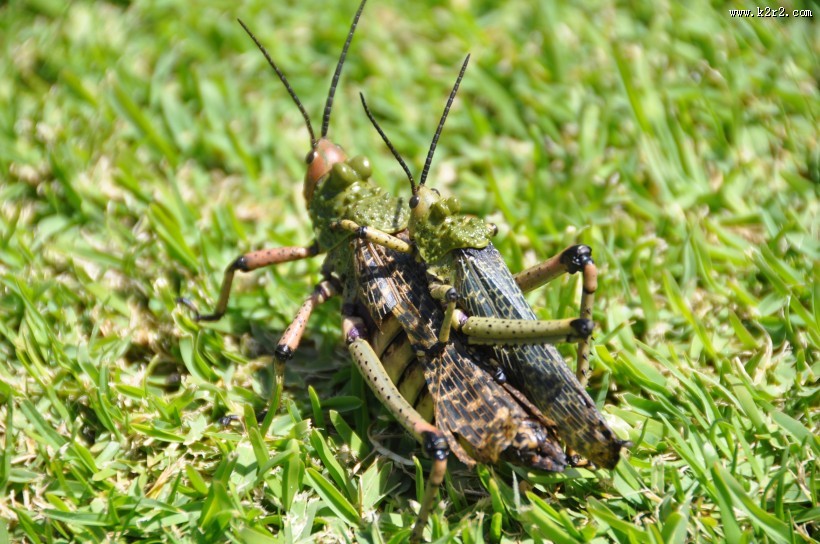 蚱蜢微距摄影图片大全
