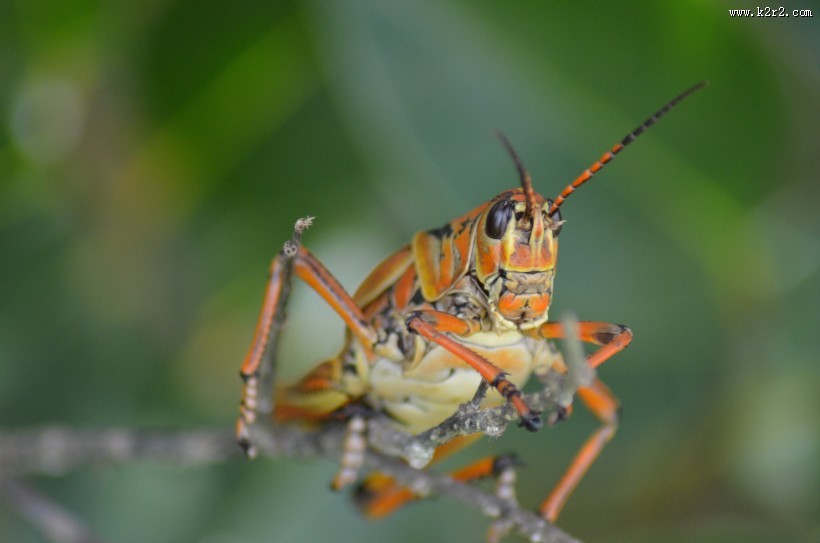 蚱蜢微距摄影图片大全