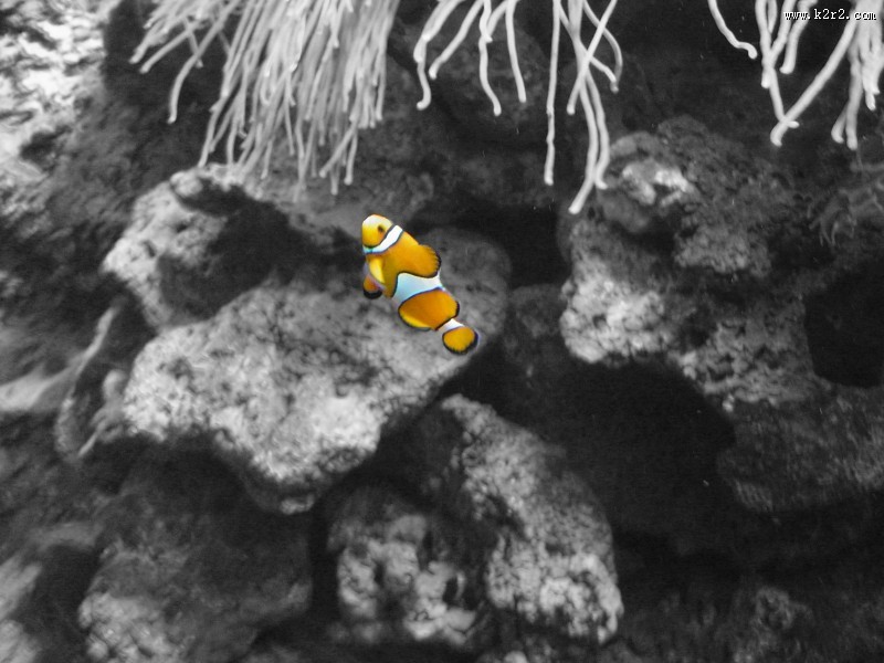 海洋中的小丑鱼图片大全