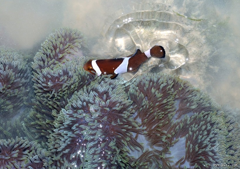 海洋中的小丑鱼图片大全