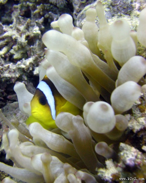 海洋中的小丑鱼图片大全