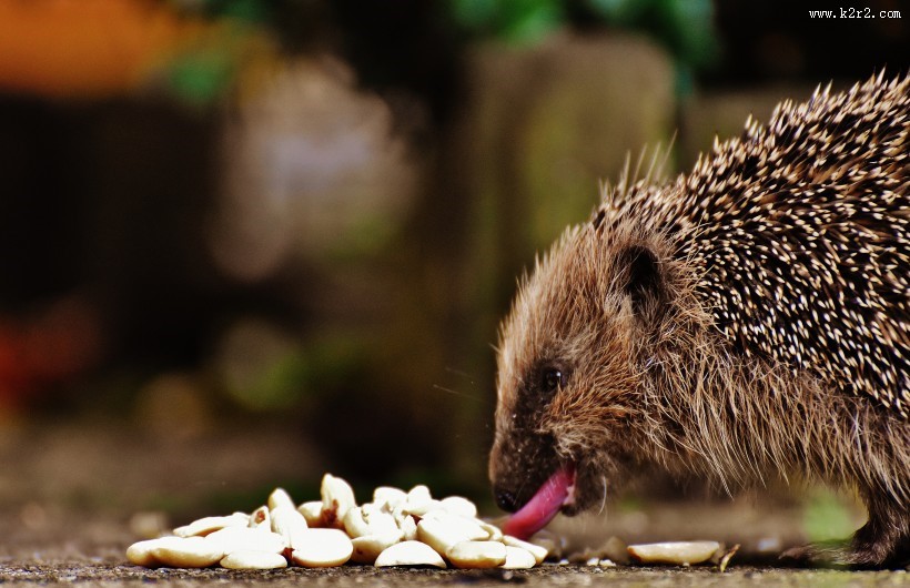 可爱娇小的刺猬图片大全