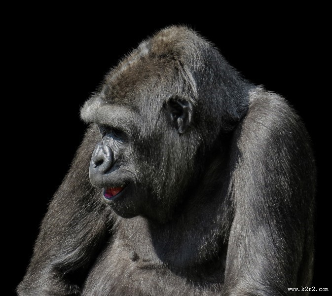 呆萌可爱的银背大猩猩图片