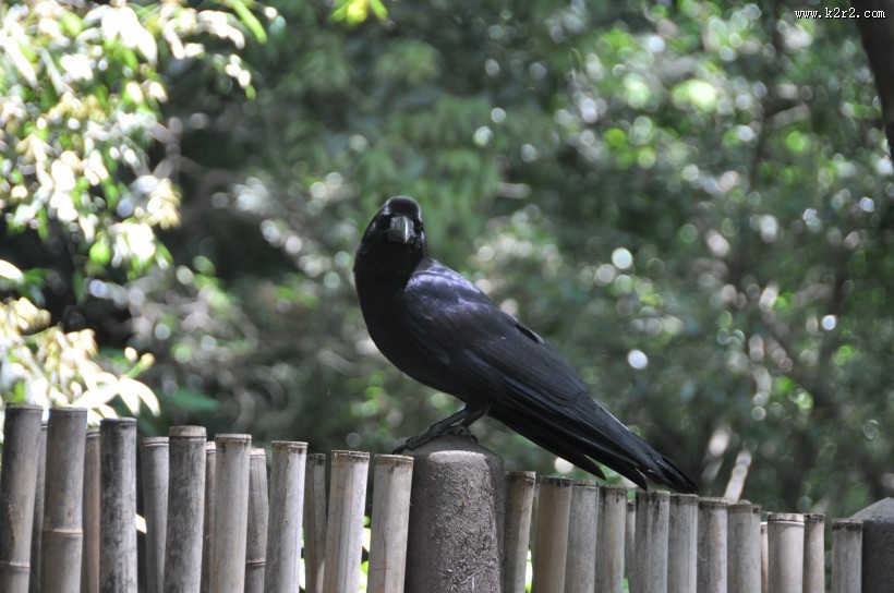 黑色羽毛的乌鸦图片大全