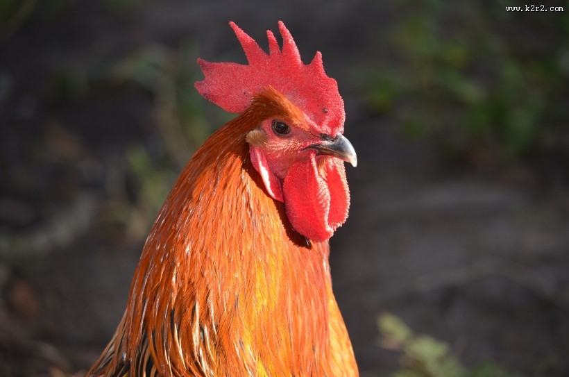 公鸡的鸡冠图片