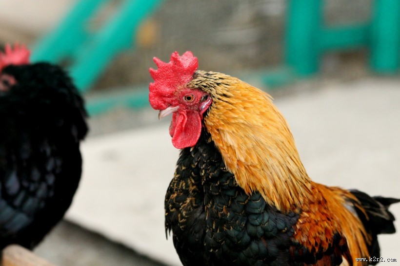 公鸡的鸡冠图片