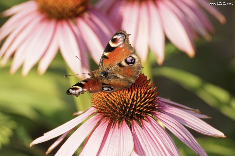 花丛中的孔雀蝴蝶图片