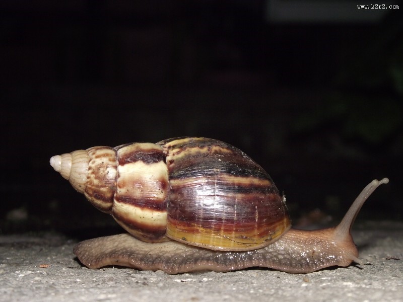 爬行的蜗牛图片大全