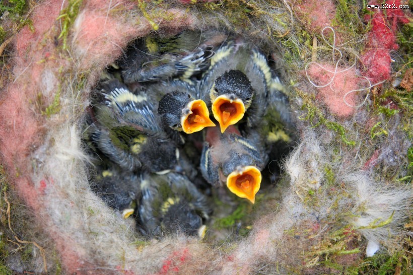 鸟巢中嗷嗷待哺的雏鸟图片