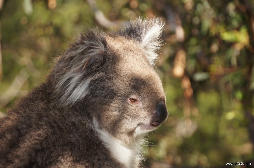 呆萌可爱的考拉图片