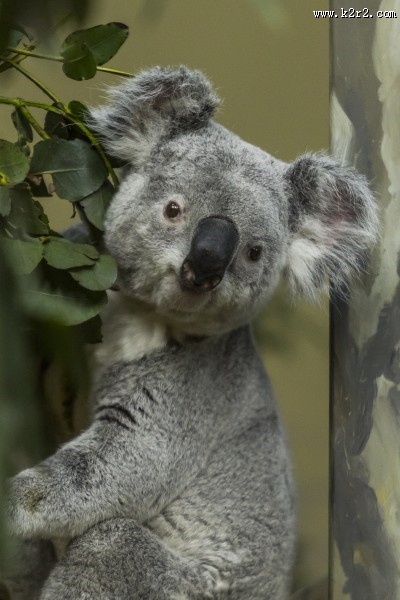 呆萌可爱的考拉图片