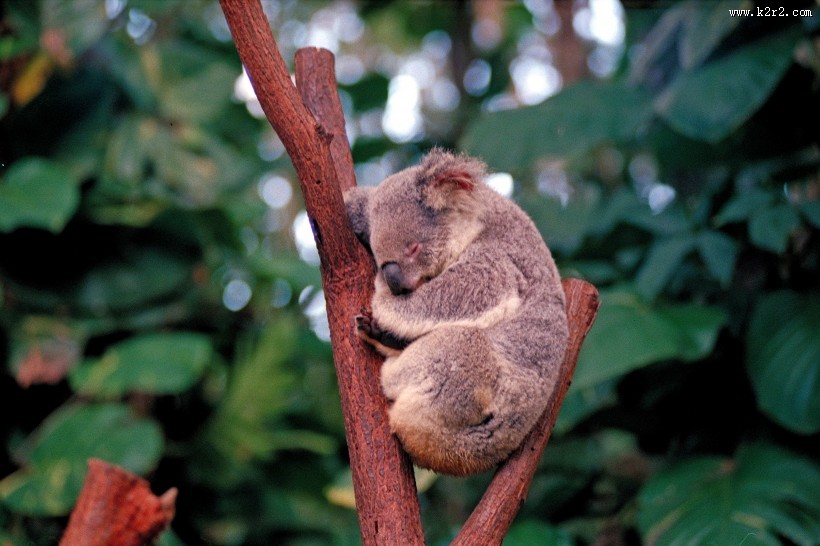 呆萌可爱的考拉图片